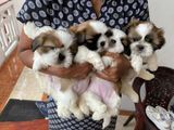 Shitzu Puppies