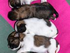 Shitzu Puppies