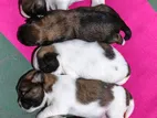 Shitzu Puppies