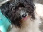 Shitzu Dog