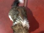 Shitzu Puppy