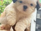 Shitzu Puppy