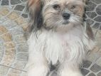 Shitzu Puppy