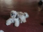 Shitzu Puppy