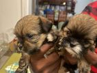 Shitzu Puppies