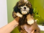 Shitzu Puppy