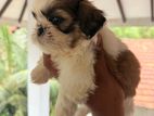 Shitzu Puppies