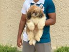 Shih Tzu Puppy
