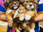 Shih Tzu Puppy