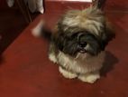 Shitzu Puppy