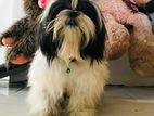 Shih Tzu Male Dog for Crossing