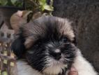 Shih Tzu Movie