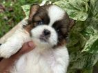 Shih Tzu Puppies