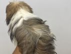 Shih Tzu Puppy