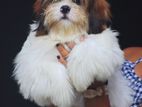 Shih Tzu Puppy