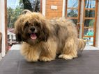Shih Tzu Puppy