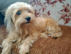 Shih Tzu Dog
