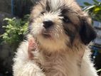 Shitzu Puppy