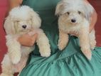 Shih Tzu Puppies