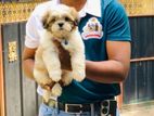 Shih Tzu Puppies