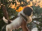 Shitzu Puppies