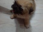 Shih Tzu Puppy