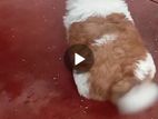 Shitzu Puppy