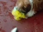 Shih Tzu Puppy
