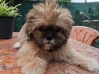Shih Tzu Puppy