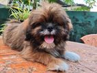 Shihtzu Puppy