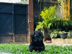 Shih Tzu Puppies