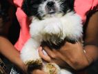 Shih Tzu Puppies