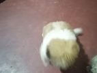 Shih Tzu Puppy