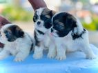 Shih Tzu Puppies