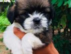 Shitzu puppies
