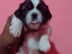 Shih Tzu Puppies