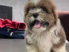 Shih Tzu Puppies