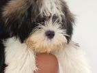 Shitzu Puppy