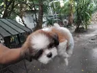 Shih Tzu Puppies