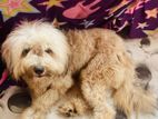 Shih Tzu Puppy