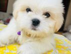 Shih Tzu Puppy