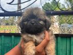Shitzu Puppies
