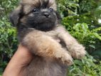 Shih Tzu Puppy