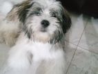 Shitzu Dog