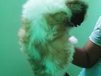 Shih Tzu Puppies
