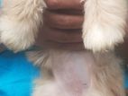 Shih Tzu Puppy