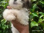 Shih Tzu Puppy