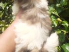 Shih Tzu Puppy