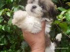 Shitzu Dog