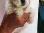 Shih Tzu Puppy